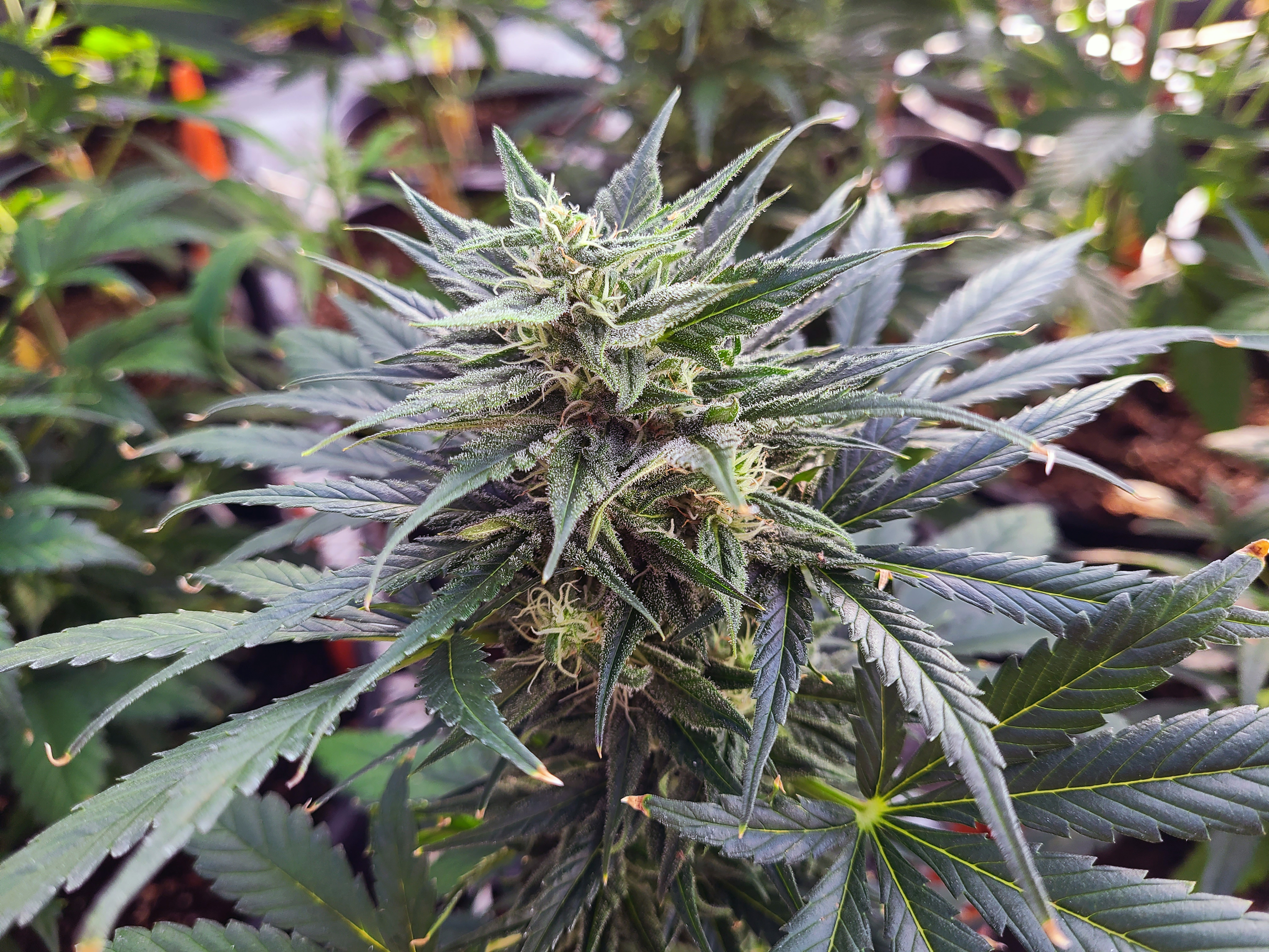 Close-up of a cannabis plant.